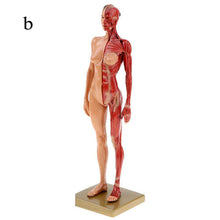 Load image into Gallery viewer, 30cm Resin Human Anatomy Muscle Skeleton Model Dropshipping