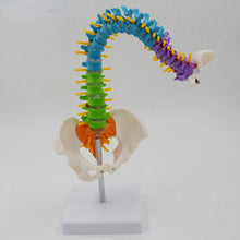 Load image into Gallery viewer, 45cm Flexible Colored Spine Model Medical Teaching Tool Skeleton Anatomy Pelvis Bone Skeleton System Anatomical Model