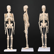 Load image into Gallery viewer, 45CM Anatomical Anatomy Human Skeleton Model Medical Learn Aid Anatomy human skeletal model Whole Retail