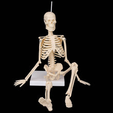 Load image into Gallery viewer, 45CM Anatomical Anatomy Human Skeleton Model Medical Learn Aid Anatomy human skeletal model Whole Retail