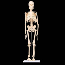 Load image into Gallery viewer, 45CM Anatomical Anatomy Human Skeleton Model Medical Learn Aid Anatomy human skeletal model Whole Retail