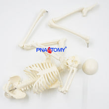 Load image into Gallery viewer, 45CM Human Skeleton Model Flexible Arms and Legs Spine Anatomy Educational Tool Medical Teaching Art School Used Detachable