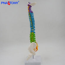 Load image into Gallery viewer, 45cm Flexible Colored Spine Model Medical Teaching Tool Skeleton Anatomy Pelvis Bone Skeleton System Anatomical Model