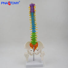 Load image into Gallery viewer, 45cm Flexible Colored Spine Model Medical Teaching Tool Skeleton Anatomy Pelvis Bone Skeleton System Anatomical Model
