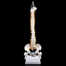 Load image into Gallery viewer, 45cm Flexible Human Spinal Column Vertebral Lumbar Curve Anatomical Model Anatomy Spine Medical Teaching Tool
