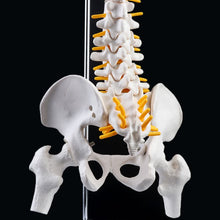 Load image into Gallery viewer, 45cm Flexible Human Spinal Column Vertebral Lumbar Curve Anatomical Model Anatomy Spine Medical Teaching Tool