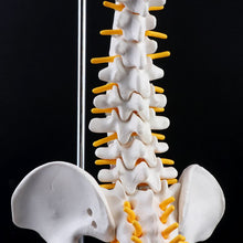 Load image into Gallery viewer, 45cm Flexible Human Spinal Column Vertebral Lumbar Curve Anatomical Model Anatomy Spine Medical Teaching Tool