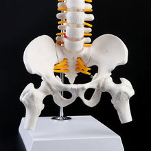 Load image into Gallery viewer, 45cm Flexible Human Spinal Column Vertebral Lumbar Curve Anatomical Model Anatomy Spine Medical Teaching Tool
