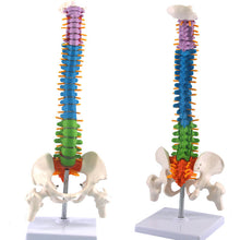Load image into Gallery viewer, 45cm Human Spine with Pelvic Anatomy Model Medical Science Teaching Resources Dropshipping