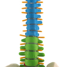 Load image into Gallery viewer, 45cm Human Spine with Pelvic Anatomy Model Medical Science Teaching Resources Dropshipping