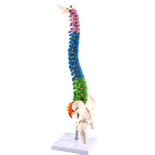 Load image into Gallery viewer, 45cm Human Spine with Pelvic Anatomy Model Medical Science Teaching Resources Dropshipping