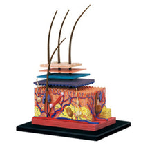 Load image into Gallery viewer, 4D Human Skin Model Hair Organs Assembling Puzzle Model Teaching Model Manikin Science Anatomical Model