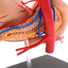 Load image into Gallery viewer, 4D stomach model 2:3 Human Stomach Pancreas with Internal Organs Model Anatomy Study