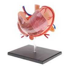 Load image into Gallery viewer, 4D stomach model 2:3 Human Stomach Pancreas with Internal Organs Model Anatomy Study