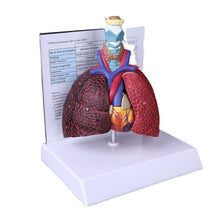 Load image into Gallery viewer, Life Size Human Lung Model Anatomical Respiratory System Anatomy for School Science Resources Study Display Teaching Tool