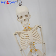 Load image into Gallery viewer, 85cm Human Skeleton Model with Flexible Spine Arms and Legs Nerves Artery Anatomical Models Human Pelvic Bone Medical Teaching