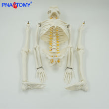 Load image into Gallery viewer, 85cm Human Skeleton Model with Flexible Spine Arms and Legs Nerves Artery Anatomical Models Human Pelvic Bone Medical Teaching