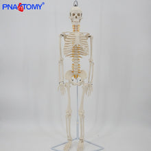 Load image into Gallery viewer, 85cm Human Skeleton Model with Flexible Spine Arms and Legs Nerves Artery Anatomical Models Human Pelvic Bone Medical Teaching