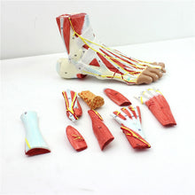 Load image into Gallery viewer, 9 parts 1:1 Life Size Human Foot Joint Muscle Ligament Plantar Anatomical Model Surgery Foot Muscle Neurovascular Model