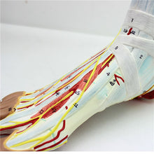 Load image into Gallery viewer, 9 parts 1:1 Life Size Human Foot Joint Muscle Ligament Plantar Anatomical Model Surgery Foot Muscle Neurovascular Model
