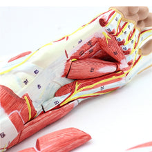 Load image into Gallery viewer, 9 parts 1:1 Life Size Human Foot Joint Muscle Ligament Plantar Anatomical Model Surgery Foot Muscle Neurovascular Model