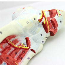 Load image into Gallery viewer, 9 parts 1:1 Life Size Human Foot Joint Muscle Ligament Plantar Anatomical Model Surgery Foot Muscle Neurovascular Model