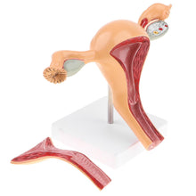 Load image into Gallery viewer, Anatomic model of female reproductive organ uterus vagina, female womb model