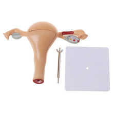 Load image into Gallery viewer, Anatomic model of female reproductive organ uterus vagina, female womb model