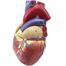 Load image into Gallery viewer, Anatomical Human Heart Anatomy Teaching Model Medical Science Viscera Medical Organ Model Teaching Resources with Stand