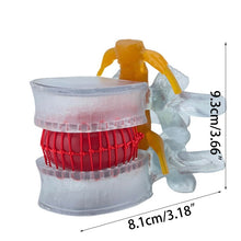 Load image into Gallery viewer, Anatomy Lumbar Spine Model with Movable Lumbar Disc for Demonstrating Pathological Lumbar Disc Lumbar Vertebra Y3NC