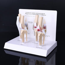 Load image into Gallery viewer, Animal Dog Canine Knee Joint Model Skeleton Veterinary Teaching Research Display Instrument Study Teaching Tool