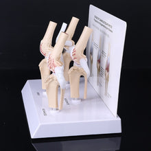 Load image into Gallery viewer, Animal Dog Canine Knee Joint Model Skeleton Veterinary Teaching Research Display Instrument Study Teaching Tool