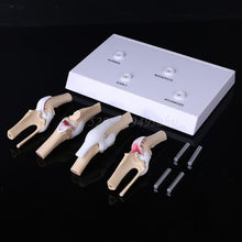 Load image into Gallery viewer, Animal Dog Canine Knee Joint Model Skeleton Veterinary Teaching Research Display Instrument Study Teaching Tool