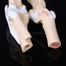 Load image into Gallery viewer, Animal Dog Canine Knee Joint Model Skeleton Veterinary Teaching Research Display Instrument Study Teaching Tool