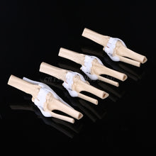 Load image into Gallery viewer, Animal Dog Canine Knee Joint Model Skeleton Veterinary Teaching Research Display Instrument Study Teaching Tool