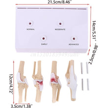 Load image into Gallery viewer, Animal Dog Canine Knee Joint Model Skeleton Veterinary Teaching Research Display Instrument Study Teaching Tool
