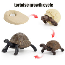 Load image into Gallery viewer, Animal Life Cycle Board Children Toy Teaching Aids Plant Animal Growth Cycle Model Set preschool cognitive Toys