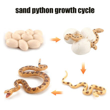 Load image into Gallery viewer, Animal Life Cycle Board Children Toy Teaching Aids Plant Animal Growth Cycle Model Set preschool cognitive Toys