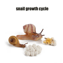 Load image into Gallery viewer, Animal Life Cycle Board Children Toy Teaching Aids Plant Animal Growth Cycle Model Set preschool cognitive Toys