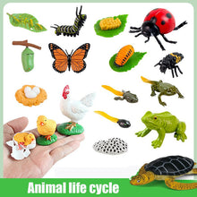 Load image into Gallery viewer, Animal Life Cycle Board Children Toy Teaching Aids Plant Animal Growth Cycle Model Set preschool cognitive Toys