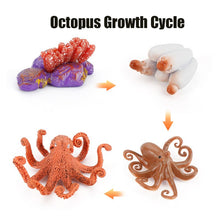 Load image into Gallery viewer, Animal Life Cycle Board Children Toy Teaching Aids Plant Animal Growth Cycle Model Set preschool cognitive Toys