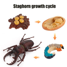 Load image into Gallery viewer, Animal Life Cycle Board Children Toy Teaching Aids Plant Animal Growth Cycle Model Set preschool cognitive Toys