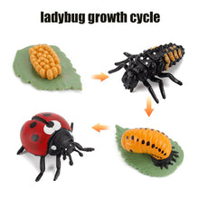 Load image into Gallery viewer, Animal Life Cycle Board Children Toy Teaching Aids Plant Animal Growth Cycle Model Set preschool cognitive Toys