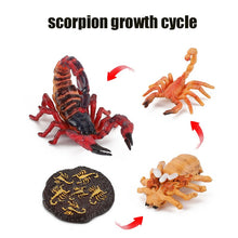 Load image into Gallery viewer, Animal Life Cycle Board Children Toy Teaching Aids Plant Animal Growth Cycle Model Set preschool cognitive Toys