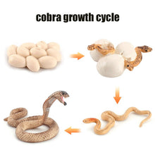 Load image into Gallery viewer, Animal Life Cycle Board Children Toy Teaching Aids Plant Animal Growth Cycle Model Set preschool cognitive Toys