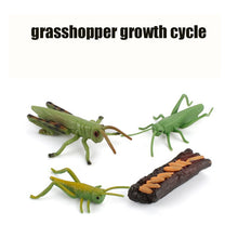 Load image into Gallery viewer, Animal Life Cycle Board Children Toy Teaching Aids Plant Animal Growth Cycle Model Set preschool cognitive Toys
