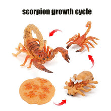 Load image into Gallery viewer, Animal Life Cycle Board Children Toy Teaching Aids Plant Animal Growth Cycle Model Set preschool cognitive Toys