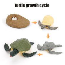 Load image into Gallery viewer, Animal Life Cycle Board Children Toy Teaching Aids Plant Animal Growth Cycle Model Set preschool cognitive Toys