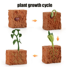 Load image into Gallery viewer, Animal Life Cycle Board Children Toy Teaching Aids Plant Animal Growth Cycle Model Set preschool cognitive Toys
