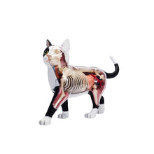 Load image into Gallery viewer, Animal Organ Anatomy Model 4D Cat Intelligence Assembling Toy Teaching Anatomy Model DIY Popular Science Appliances